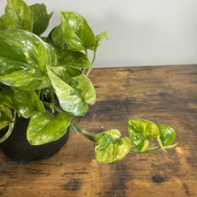 Load image into Gallery viewer, Epipremnum 'Lemon Meringue' Pothos
