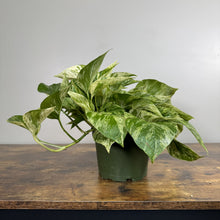 Load image into Gallery viewer, Epipremnum 'Marble Queen' Pothos