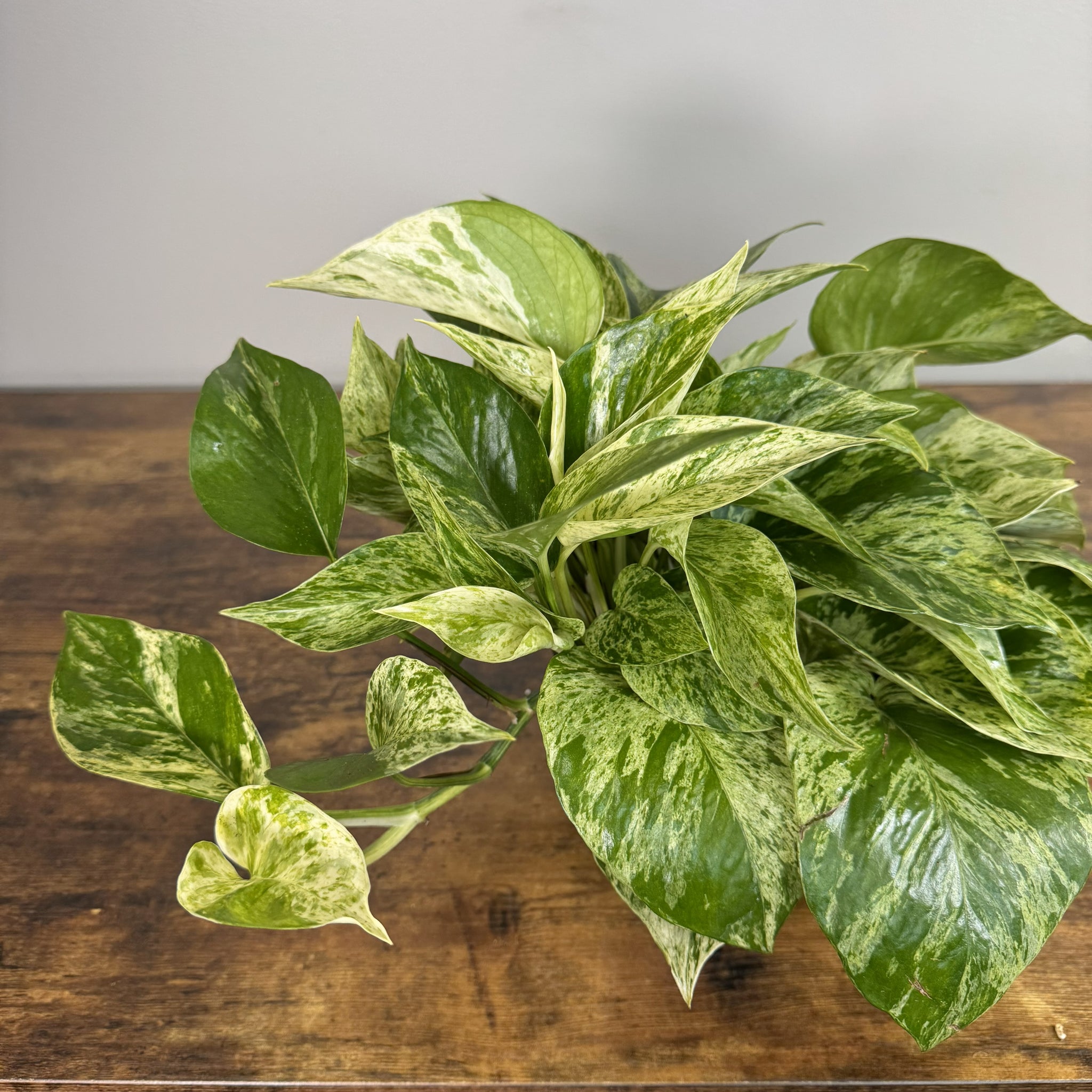 variegated marble queen pothos Epipremnum 'Marble Queen' Pothos