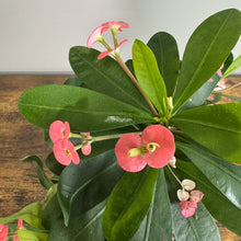 Load image into Gallery viewer, Crown of Thorns euphorbia plant with pink coral flowers and thick green succulent leaves