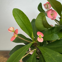 Load image into Gallery viewer, Crown of Thorns euphorbia plant with pink flowers and thick green succulent leaves