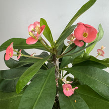 Load image into Gallery viewer, Crown of Thorns plant with pink flowers and thick green leaves in bright lighting