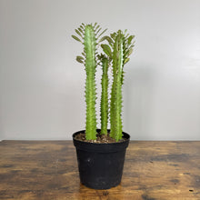 Load image into Gallery viewer, Euphorbia Trigonia