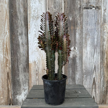 Load image into Gallery viewer, Euphorbia Trigonia