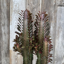 Load image into Gallery viewer, Euphorbia Trigonia