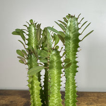Load image into Gallery viewer, Euphorbia Trigonia