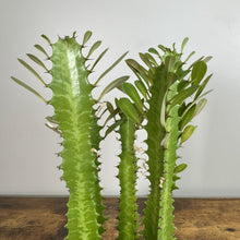 Load image into Gallery viewer, Euphorbia Trigonia