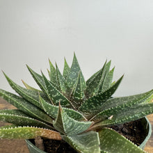 Load image into Gallery viewer, Healthy Gasteria succulent plant with thick spotted green leaves in terracotta pot