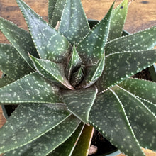 Load image into Gallery viewer, Gasteria succulent plant with thick spotted green leaves arranged in rosette pattern