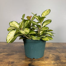 Load image into Gallery viewer, Hoya Lisa tropical houseplant with variegated green and cream leaves in dark green pot