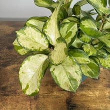 Load image into Gallery viewer, Hoya Lisa plant with variegated green and cream leaves on wooden surface