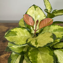 Load image into Gallery viewer, Hoya Lisa plant with variegated green and cream leaves and pink new growth shoots