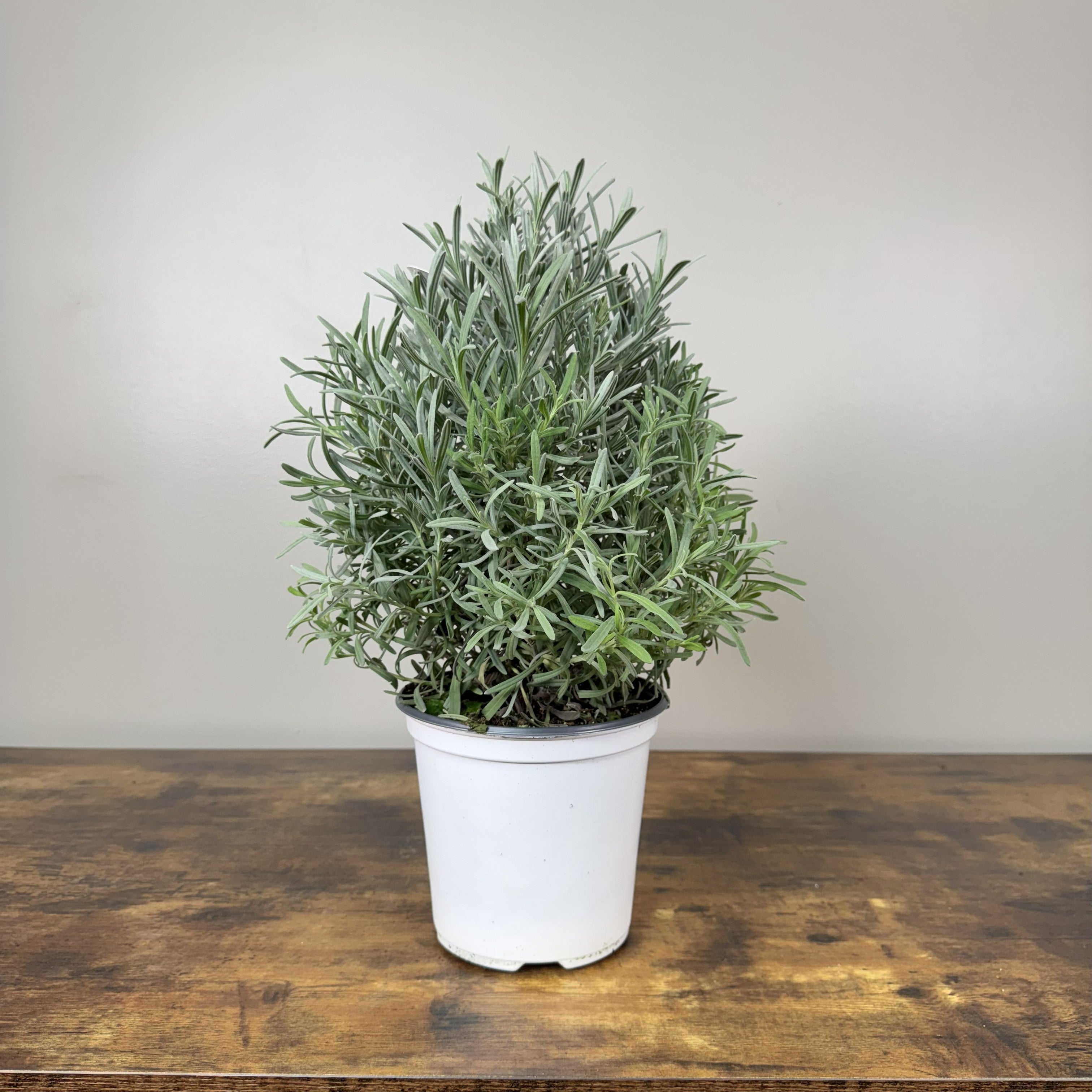 lavender patio tree for sale Lavender Tree – Wasson Nursery