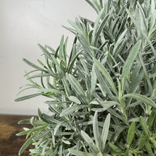 Load image into Gallery viewer, Lavender Tree