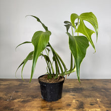 Load image into Gallery viewer, Monstera Burle Marx Flame plant in black pot with fenestrated green leaves
