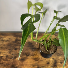Load image into Gallery viewer, Monstera Burle Marx Flame plant with fenestrated green leaves in small black pot on wooden surface