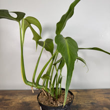 Load image into Gallery viewer, Monstera Burle Marx Flame plant in black pot with distinctive fenestrated green leaves and long stems
