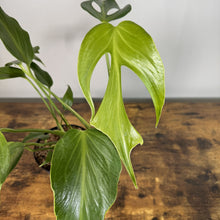 Load image into Gallery viewer, Monstera Burle Marx Flame plant with distinctive fenestrated green leaves on wooden surface