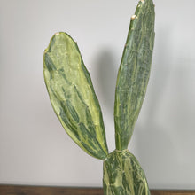 Load image into Gallery viewer, Opuntia 'Sunburst'