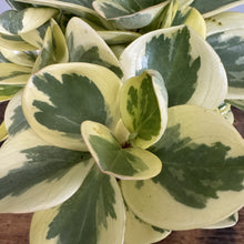 Load image into Gallery viewer, Variegated Peperomia obtipan with cream and green succulent leaves in rosette formation