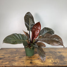 Load image into Gallery viewer, Philodendron 'Black Cardinal'