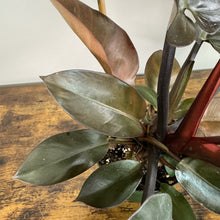 Load image into Gallery viewer, Philodendron 'Black Cardinal'
