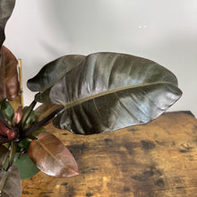 Load image into Gallery viewer, Philodendron 'Black Cardinal'