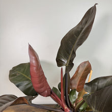 Load image into Gallery viewer, Philodendron 'Black Cardinal'