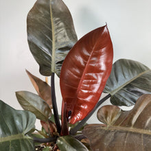 Load image into Gallery viewer, Philodendron 'Black Cardinal'