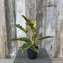 Load image into Gallery viewer, Philodendron Congo 'Copper Flame'