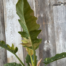 Load image into Gallery viewer, Philodendron Congo 'Copper Flame'