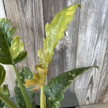 Load image into Gallery viewer, Philodendron Congo 'Copper Flame'