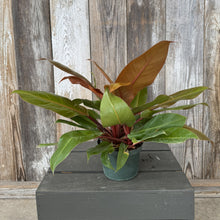 Load image into Gallery viewer, Philodendron Prince of Orange houseplant in blue pot showing colorful leaves from green to bronze