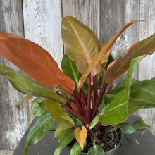 Load image into Gallery viewer, Philodendron Prince of Orange plant with colorful orange, yellow and green leaves in black pot