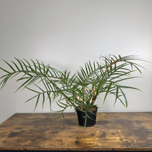 Load image into Gallery viewer, Philodendron Tortum houseplant with deeply serrated narrow green leaves in black pot