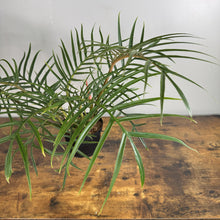 Load image into Gallery viewer, Philodendron Tortum tropical houseplant with deeply divided green fronds in black pot on wooden surface