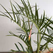 Load image into Gallery viewer, Philodendron Tortum houseplant with distinctive feathery green leaves and pink emerging growth shoot