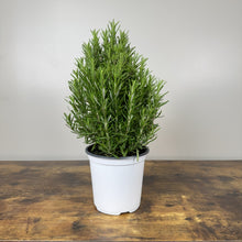 Load image into Gallery viewer, Rosemary Tree