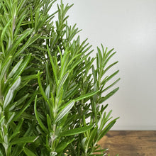 Load image into Gallery viewer, Rosemary Tree