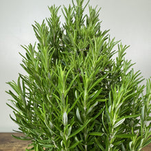 Load image into Gallery viewer, Rosemary Tree
