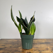 Load image into Gallery viewer, Sansevieria 'Fabi' Snake Plant