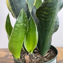 Load image into Gallery viewer, Sansevieria 'Fabi' Snake Plant