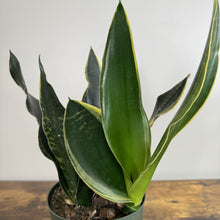 Load image into Gallery viewer, Sansevieria 'Fabi' Snake Plant