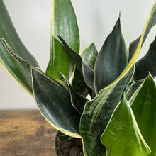 Load image into Gallery viewer, Sansevieria 'Fabi' Snake Plant