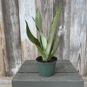 moonshine snake plants Sansevieria 'Moonshine' Snake Plant
