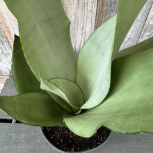 Load image into Gallery viewer, Sansevieria Moonshine snake plant with thick pale green leaves in terracotta pot