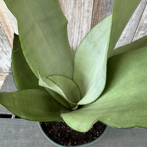 Sansevieria 'Moonshine' Snake Plant