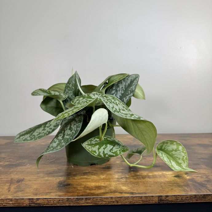 Scindapsus 'Silver Satin' Pothos - Lush Variegated Foliage  Wasson Nursery
