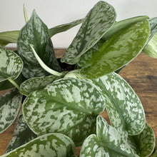 Load image into Gallery viewer, Scindapsus Silver Satin pothos plant with heart-shaped variegated green and silver leaves