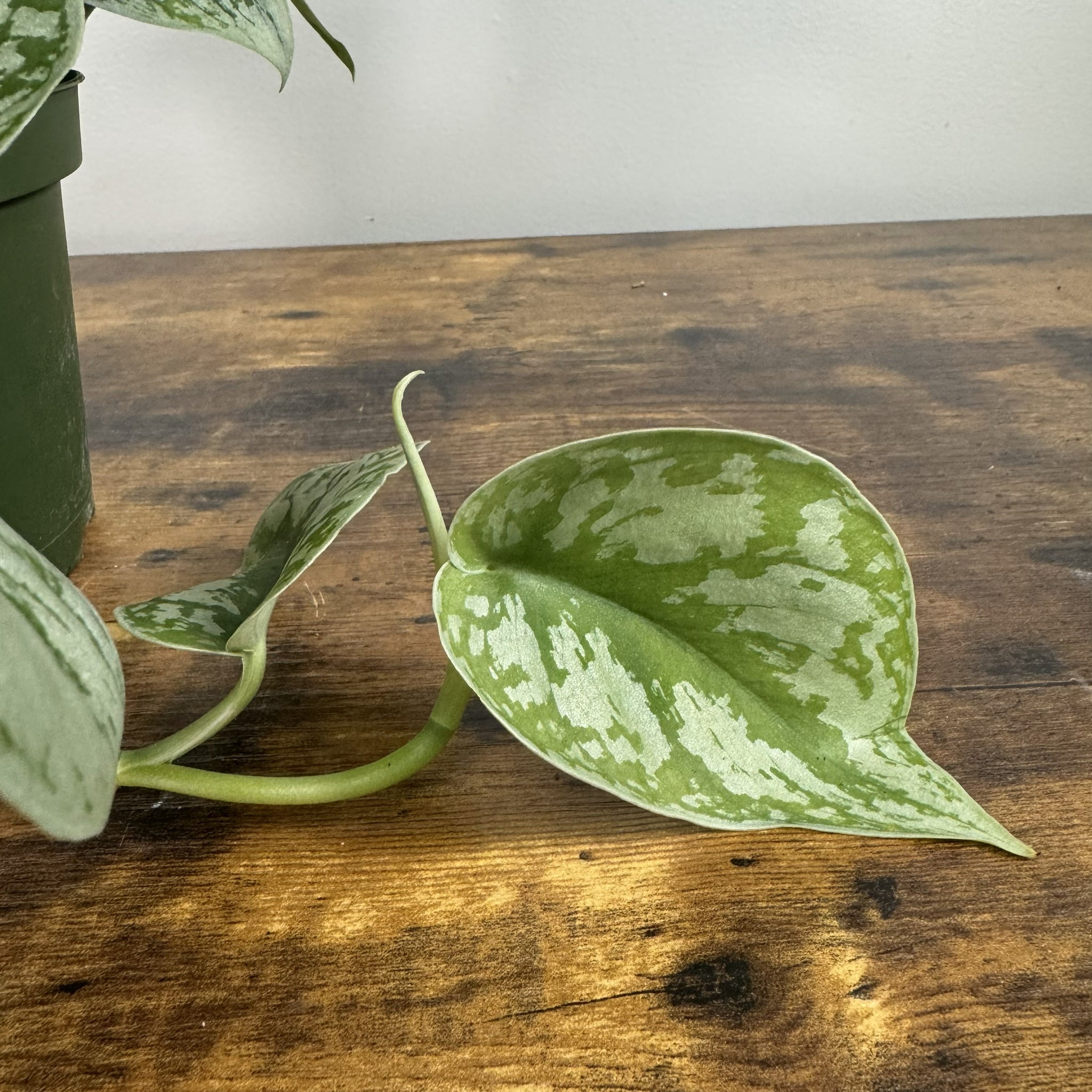 satin pothos plant for sale Scindapsus 'Silver Satin' Pothos